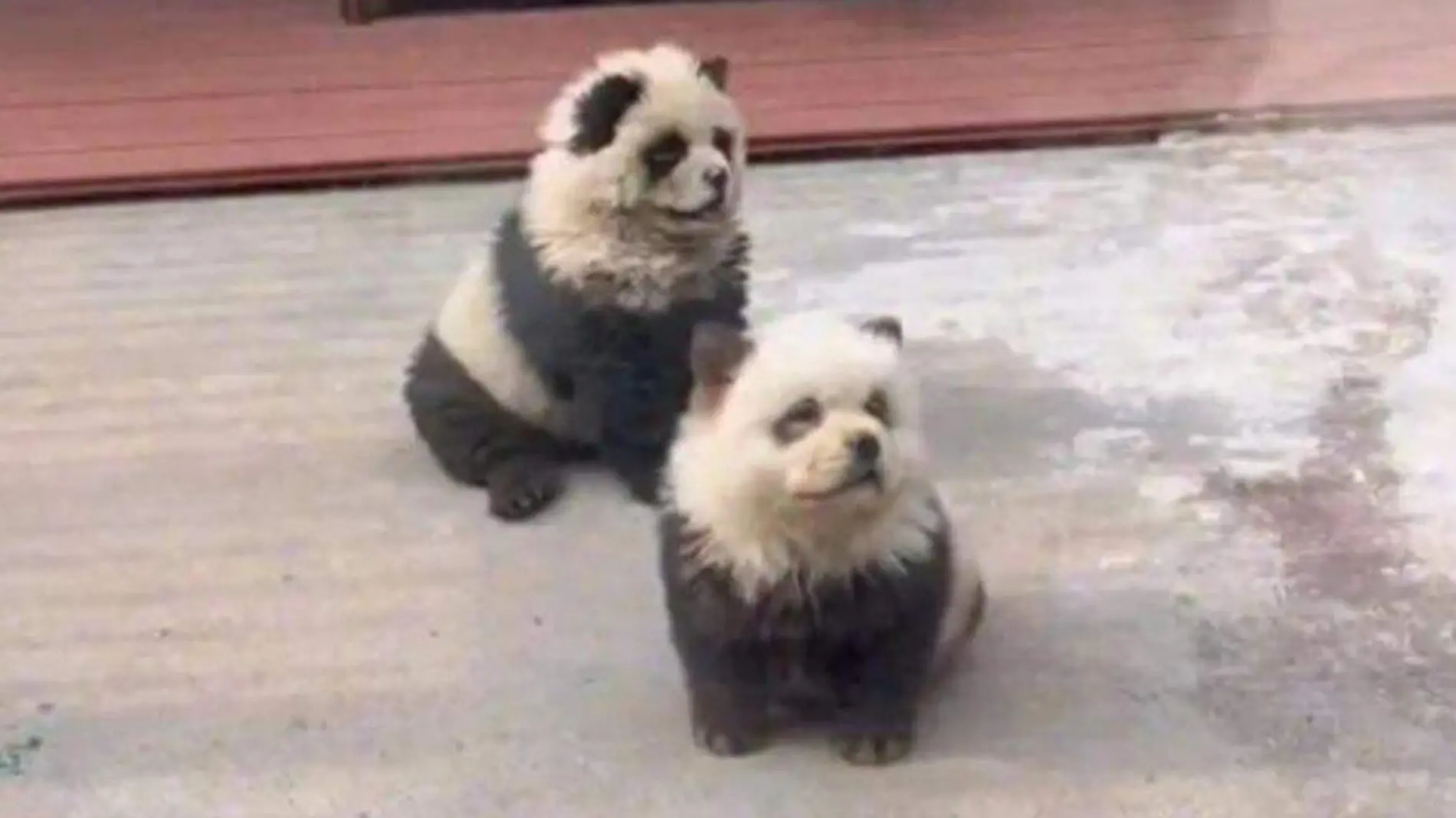 panda perros